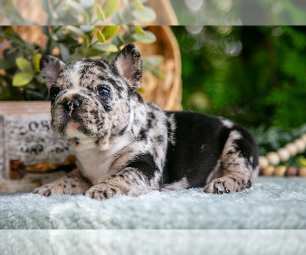 Medium Photo #1 French Bulldog Puppy For Sale in NAPPANEE, IN, USA
