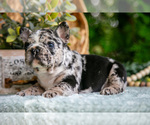 Puppy Mitch French Bulldog