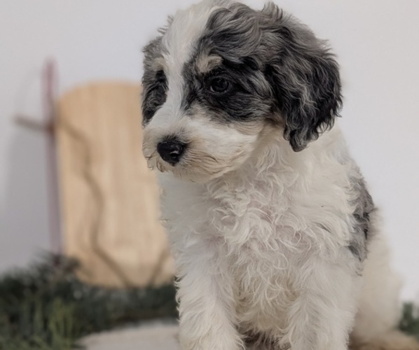 Medium Photo #50 Schnoodle (Miniature) Puppy For Sale in GOSHEN, IN, USA