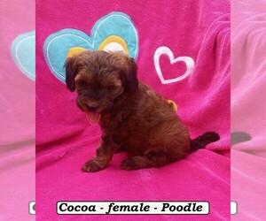 Poodle (Miniature) Puppy for sale in CLARKRANGE, TN, USA