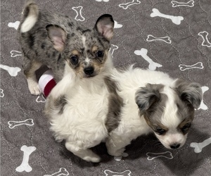 Chihuahua Puppy for Sale in MARCUS, Iowa USA