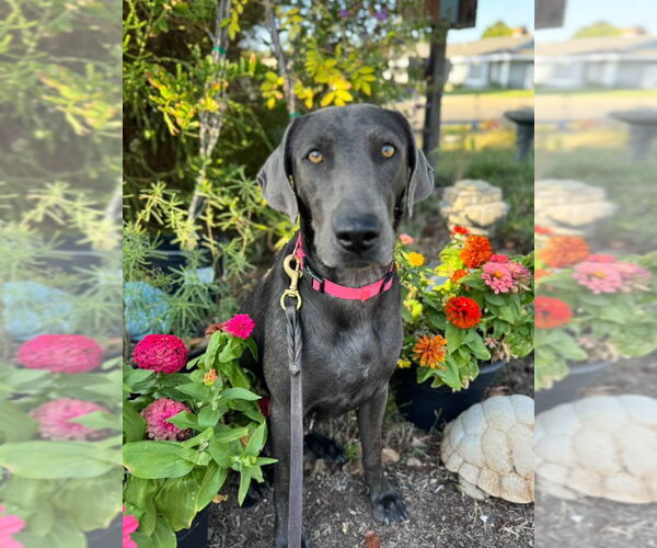 Medium Photo #3 Labrador Retriever-Unknown Mix Puppy For Sale in Dana Point, CA, USA