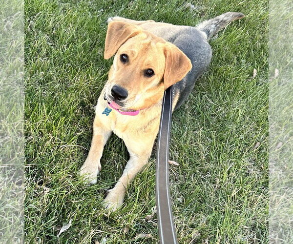 Medium Photo #2 Mutt Puppy For Sale in Fargo, ND, USA