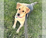 Small #1 Mutt