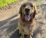 Small Photo #1 Golden Retriever Puppy For Sale in CHICO, CA, USA