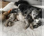 Small Photo #13 Poodle (Miniature) Puppy For Sale in St. Louis Park, MN, USA
