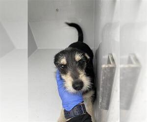 Border Terrier-Miniature Schnauzer Mix Dogs for adoption in Houston, TX, USA
