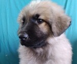 Small #1 Great Pyrenees