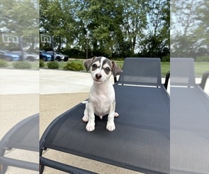 Chihuahua Puppy for sale in FRANKLIN, IN, USA