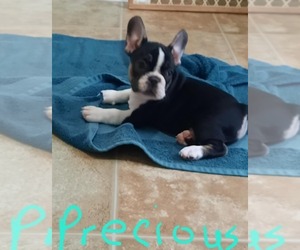 French Bulldog Puppy for sale in WILLISTON, FL, USA