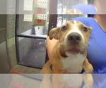 Small Labrador Retriever Mix