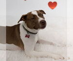 Small #8 American Pit Bull Terrier Mix