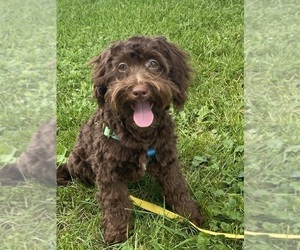 Lhasa Apso-Poodle (Toy) Mix Puppy for sale in CANOGA, NY, USA