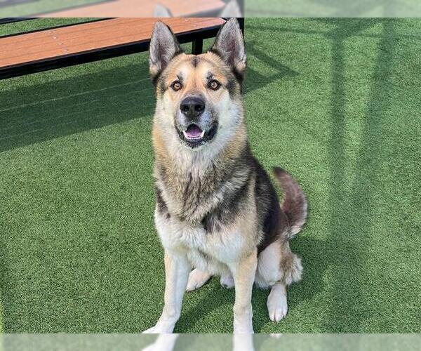 Medium Photo #1 German Shepherd Dog-Unknown Mix Puppy For Sale in Orange, CA, USA
