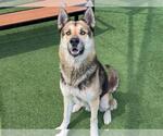 Small German Shepherd Dog Mix