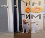 Puppy Pink Goldendoodle
