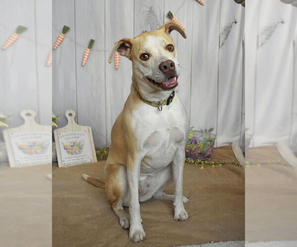 Medium Photo #1 Pointer-Unknown Mix Puppy For Sale in Fort Collins, CO, USA