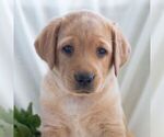 Small #4 Labrador Retriever