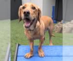 Small #9 Basset Hound-Labrador Retriever Mix