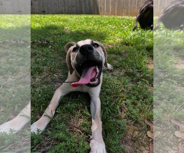 Medium Photo #4 Anatolian Shepherd-Labrador Retriever Mix Puppy For Sale in Caribou, ME, USA