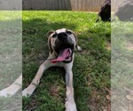 Small #3 Anatolian Shepherd-Labrador Retriever Mix
