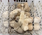 Small Photo #7 Labrador Retriever Puppy For Sale in BOOMER, NC, USA