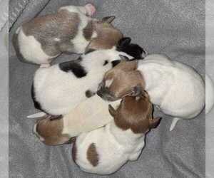 Rat Terrier Puppy for sale in RURAL RETREAT, VA, USA