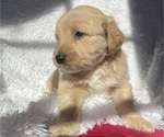 Small Photo #12 Goldendoodle Puppy For Sale in SAN FERNANDO, CA, USA
