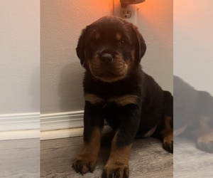 Rottweiler Puppy for sale in INDIANAPOLIS, IN, USA