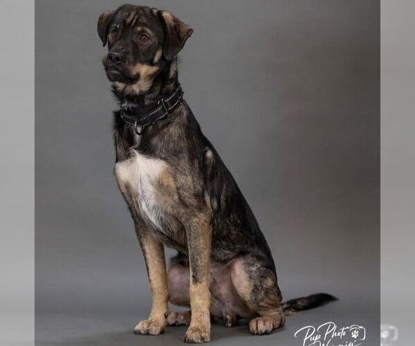Medium Photo #2 German Shepherd Dog-Pointer Mix Puppy For Sale in Claremore, OK, USA