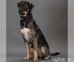 Small #1 German Shepherd Dog-Pointer Mix