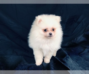 Pomeranian Puppy for sale in DAWSONVILLE, GA, USA