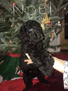 Medium Photo #10 Poodle (Standard) Puppy For Sale in TRYON, NC, USA