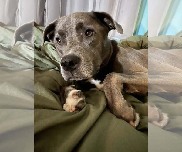 Medium Photo #3 Labrador Retriever-Unknown Mix Puppy For Sale in Royal Palm Beach, FL, USA