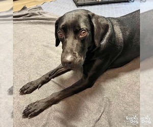 Coraline - Female Labrador Retriever-Unknown Mix Dog for Adoption - Photo #4