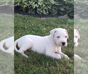 Dogo Argentino Puppy for sale in PANAMA CITY BEACH, FL, USA