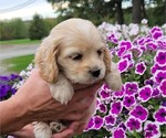 Small Photo #29 Cocker Spaniel Puppy For Sale in WITHEE, WI, USA