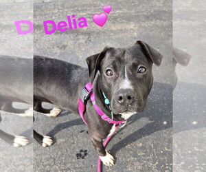 Labrador Retriever-Unknown Mix Dogs for adoption in Clarkston, MI, USA