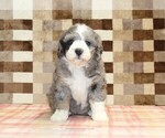 Small #3 Bernedoodle (Miniature)