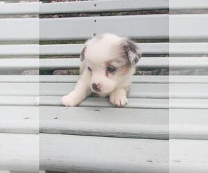 Pembroke Welsh Corgi Puppy for sale in MILTON, WI, USA