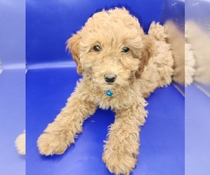 Medium Poodle (Miniature)