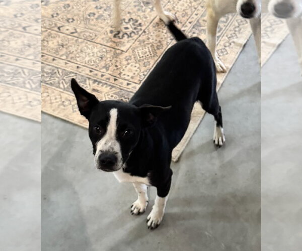 Medium Photo #2 Chihuahua-Unknown Mix Puppy For Sale in The Woodlands, TX, USA