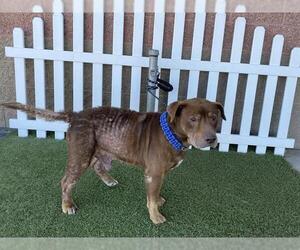 Staffordshire Bull Terrier-Unknown Mix Dogs for adoption in Modesto, CA, USA
