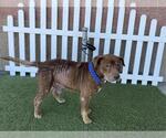 Small Staffordshire Bull Terrier Mix