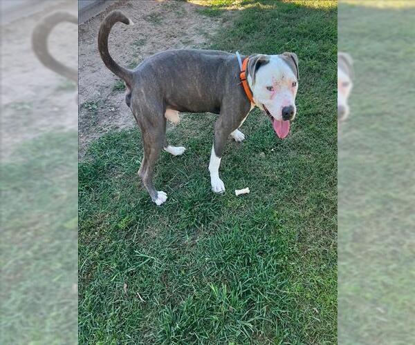 Medium Photo #2 Mutt Puppy For Sale in Conroe, TX, USA