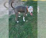 Small #1 Mutt