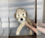 Small Photo #3 Goldendoodle Puppy For Sale in BRKN ARW, OK, USA