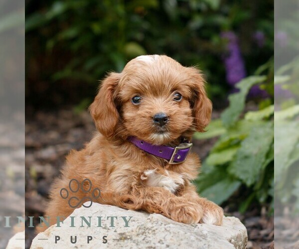 Medium Photo #3 Cavapoo (Miniature) Puppy For Sale in COATESVILLE, PA, USA
