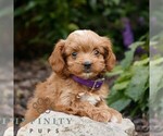 Small #2 Cavapoo (Miniature)