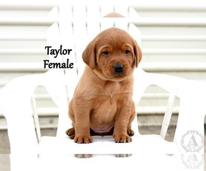 Medium Labrador Retriever